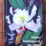 Haiku kwitnących orchidei